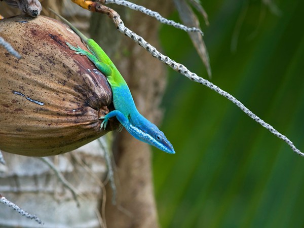 Фотографии: Cuba